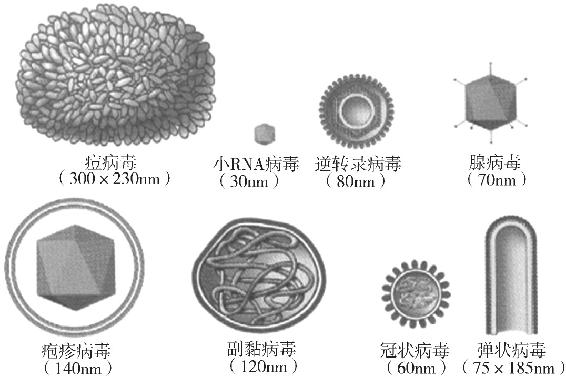 图11-1 各类病毒形态、大小、结构示意图