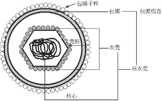 图11-2 病毒体结构示意图